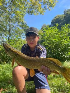 Northern Pike