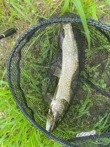Northern Pike