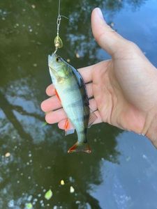 European Perch