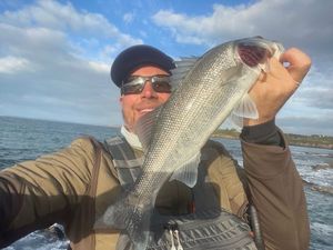 European Bass (Seabass)