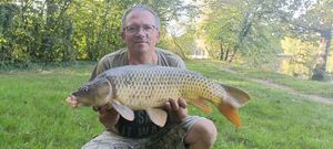 Common Carp