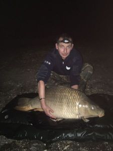 Common Carp