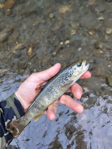 Brown Trout