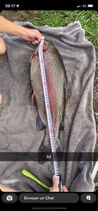 Rainbow Trout