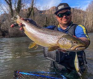 Brown Trout