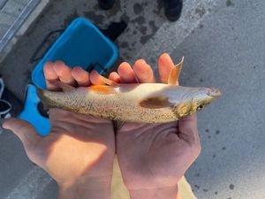 Barbel