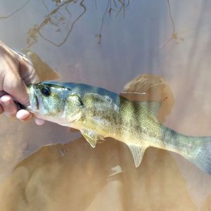 Largemouth Bass