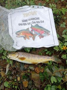 Brown Trout