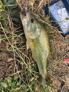 Largemouth Bass