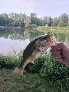 Largemouth Bass