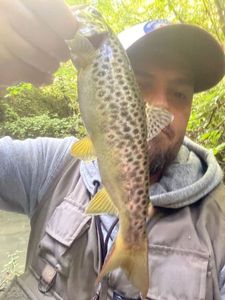 Brown Trout