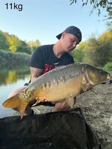 Mirror Carp