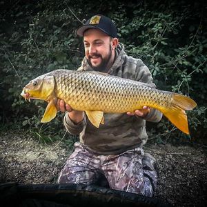 Common Carp