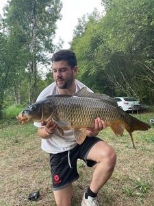 Common Carp