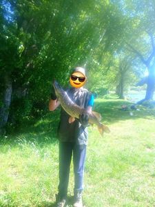 Northern Pike