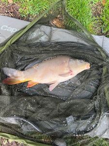 Leather Carp