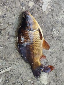 Common Carp
