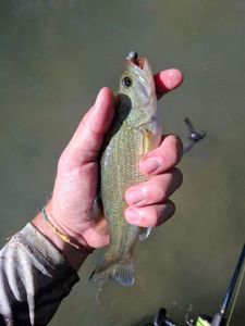 Largemouth Bass