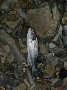 European Bass (Seabass)