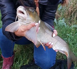 Barbel