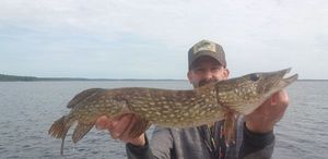 Northern Pike