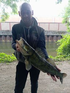 Zander