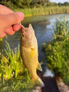 Largemouth Bass