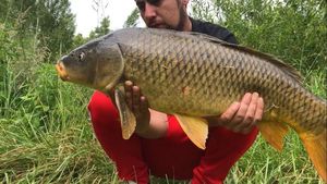 Common Carp