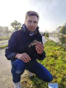 European Perch