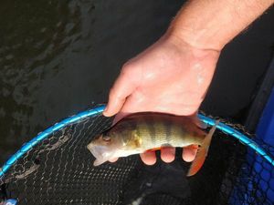 European Perch