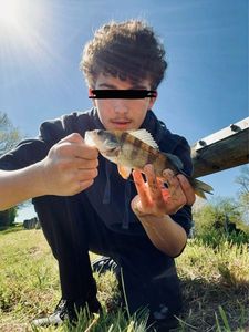 European Perch
