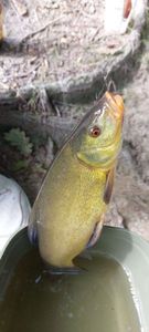 Tench