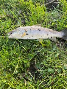 Brown Trout