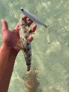 Inshore Lizardfish