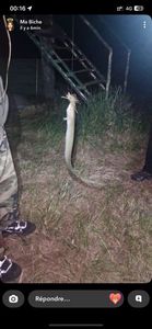 European Eel (Common Eel)
