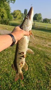 Northern Pike
