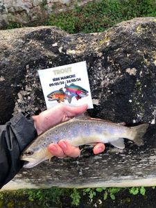 Brown Trout