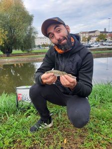 Zander