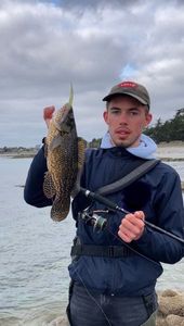 Ballan Wrasse