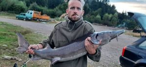 Sturgeon