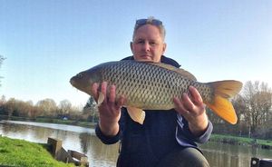 Common Carp