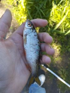 Roach