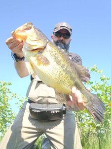 Largemouth Bass