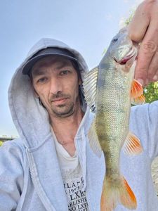 European Perch