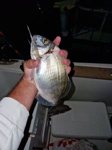 Gilthead Seabream