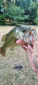 Largemouth Bass