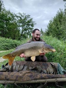 Common Carp