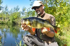 European Perch