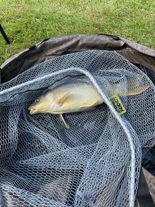 Leather Carp