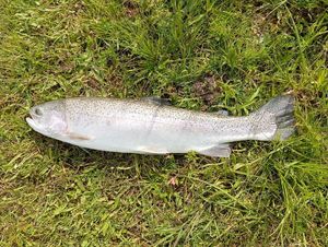 Rainbow Trout